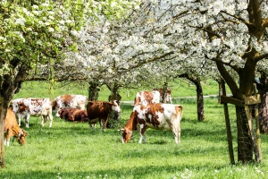 Zaštita šuma, skladištenje karbona u zemljištu i održiv način ishrane - mjere za spas klime