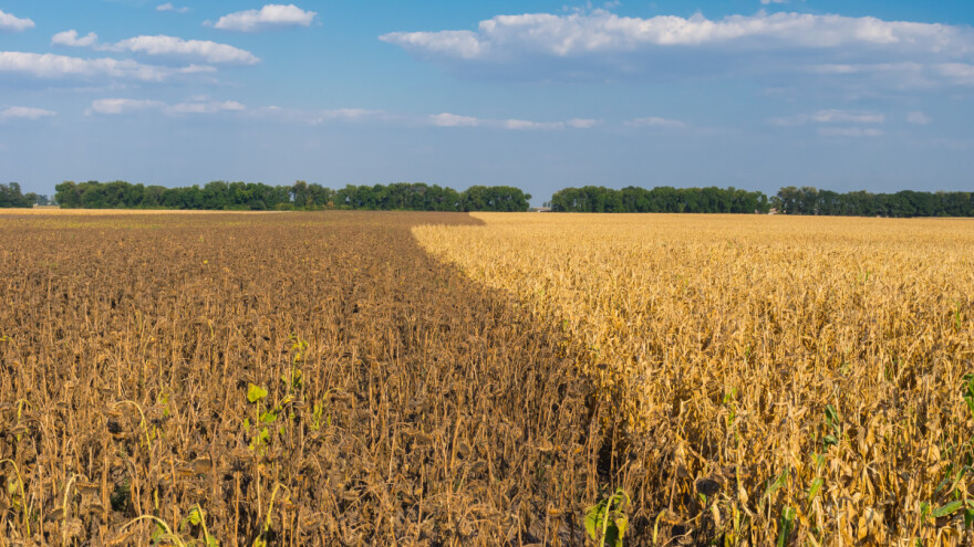 Još manji izgledi za prinos ljetnih usjeva - suša i na jesen