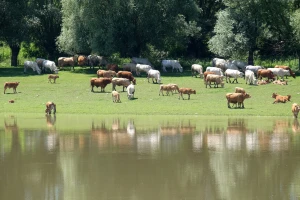 Užas u Hrvatskoj - uginulo 58 goveda od više vlasnika