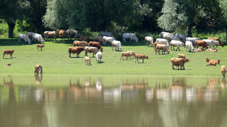 Užas u Hrvatskoj - uginulo 58 goveda od više vlasnika