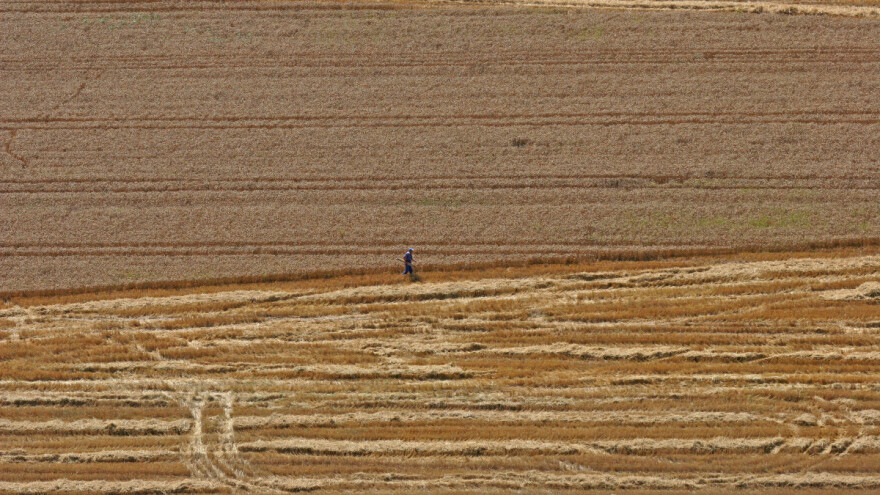 Šta donosi globalna žetva pšenice 2022 i kako stoje najveći proizvođači?
