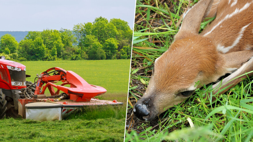 Košenje travnjaka: Šta ako naiđem na mladu divljač u travi - premestiti ili ostaviti?