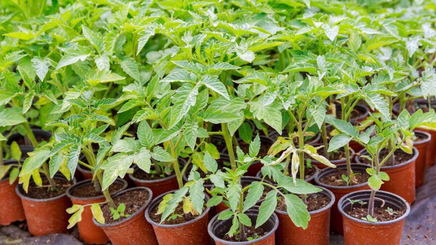 Šta ako je rasad spreman za sadnju, a vremenski uslovi to ne dopuštaju?