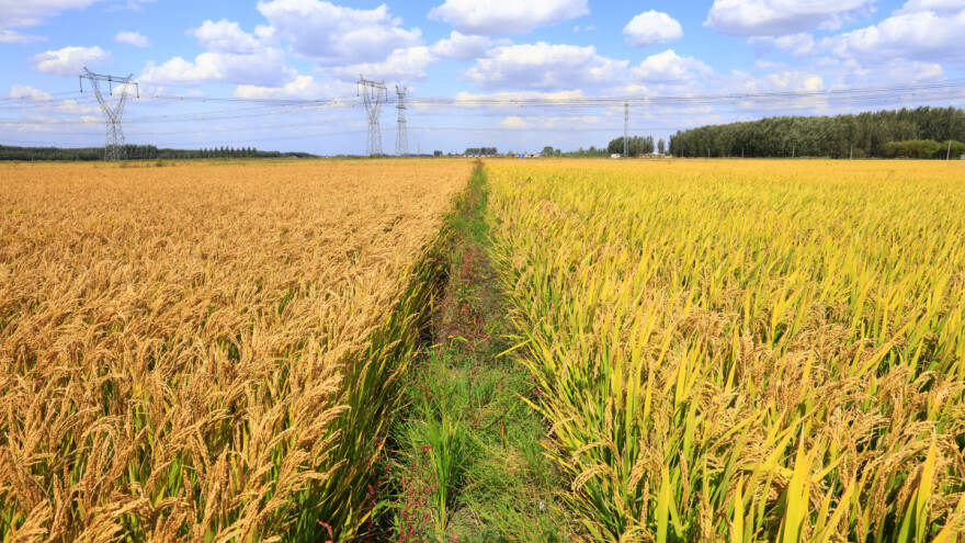 Uzgajanje pirinča na suvo - štedi vodu i daje dobre prinose?