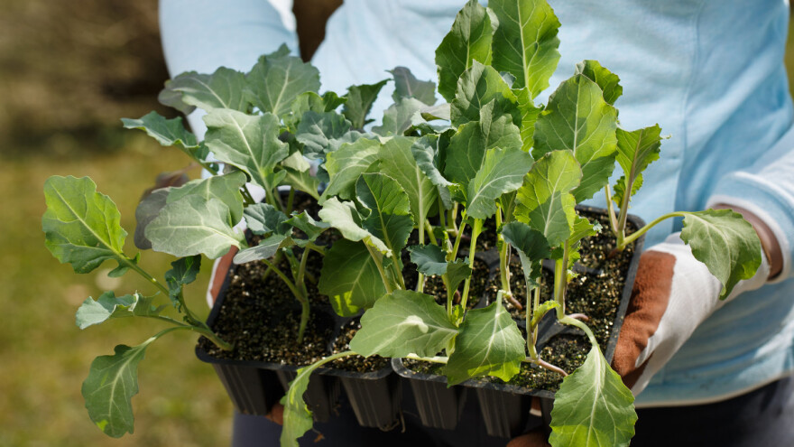 Presadnice cvjetače: Kada sijati i na što paziti?