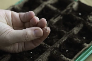 Kada i kako posijati sjeme rajčice za presadnice?