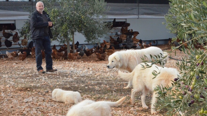 Miodragu Deši priznanje Uzorni maslinar: Koja je tajna maslina, kokoši i pasa?