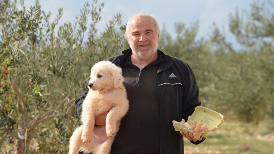 Maslinik u kojem se bere cijele godine!