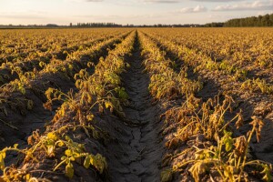 Desikacija cime krumpira
