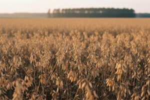 Desikacija prije početka žetve