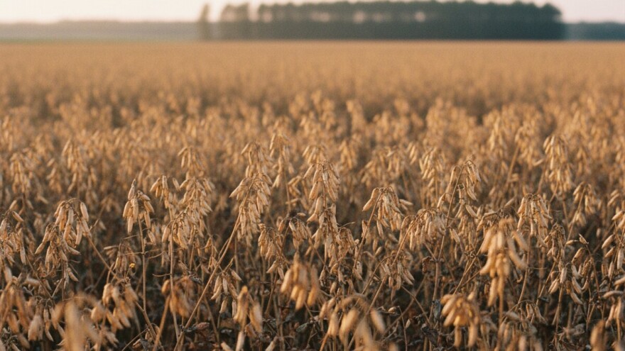 Desikacija prije početka žetve