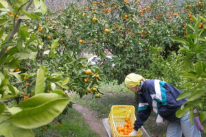Berba mandarine - kraljice neretvanskih agruma