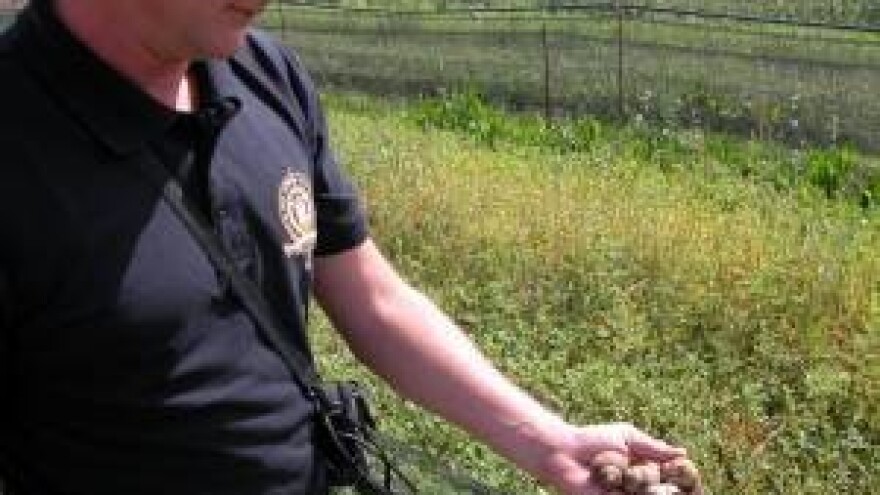 Farma puževa u Košutama kod Trilja