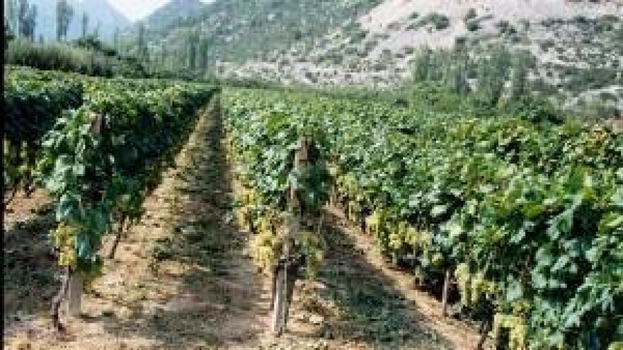 Izdašni urod grožđa - kako ga otkupiti?