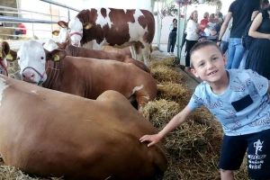 Današnja deca ne znaju šta je krava, a veterinari neće na selo?