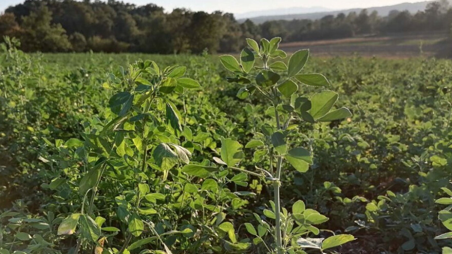 Vilina kosica - parazit koji može da uništi čitave livade: Kako je suzbiti?