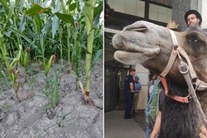 Mađarski poljoprivrednici sa devama marširali protiv klimatskih promjena