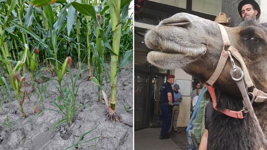 Mađarski poljoprivrednici s devama marširali protiv klimatskih promjena