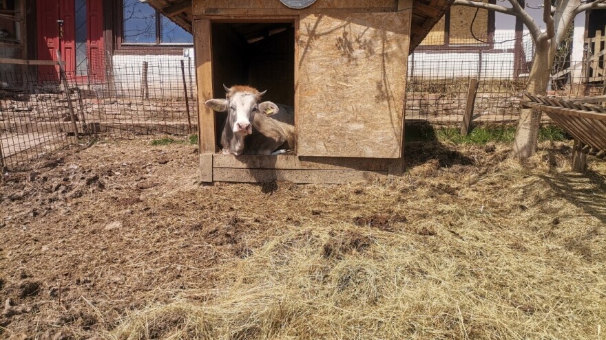 "Devet života" junice Lize: Pitanje je zna li uopće da je goveče, ne ponaša se tako?