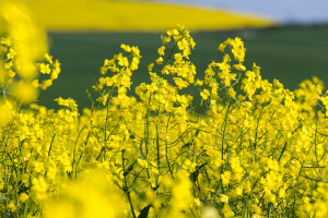 Canola nije isto što i uljana repica?