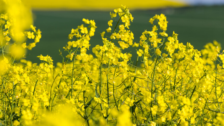 Canola nije isto što i uljana repica?