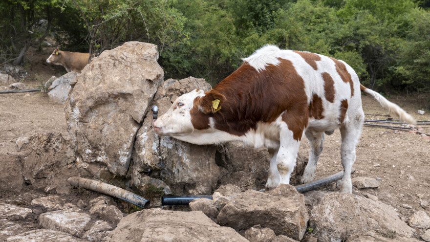Stočari sa Suve planine: "Situacija je bila katastrofalna"