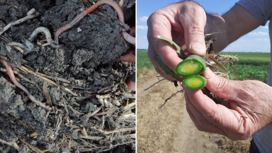 Što je i zašto se sve više koristi BTZ koncept, posebno nakon tuče?