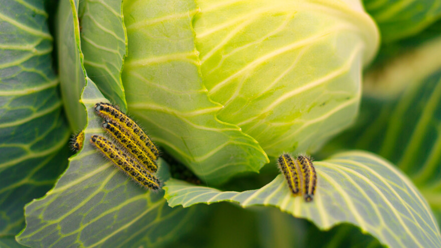 Bakterije suzbijaju gusjenice leptira i moljaca - kako ih koristiti?