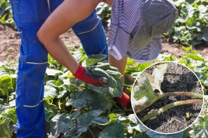 Didimela napada tikvenjače u svim fazama i delovima biljke - kako je suzbiti