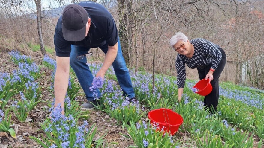 Dimitrijevići imaju sopstveno brdo sa zumbulima: "Nema ulaganja, a nešto i zaradimo"
