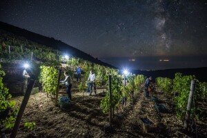 Dingač se prvi put bere noću