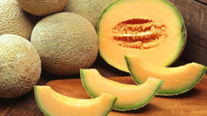 Produženo razdoblje berbe dinja