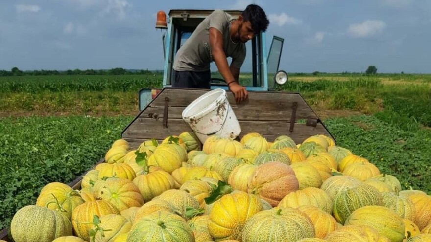 Stigle prve dinje: Otkupna cena 65 dinara za kilogram