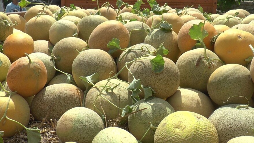 Loša sezona bostana: Slab prinos, loš kvalitet i niska cena