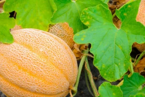 Dinja - pravilnom rezidbom do krupnih plodova