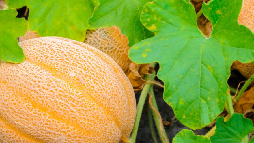 Pravilnom rezidbom do krupnih plodova