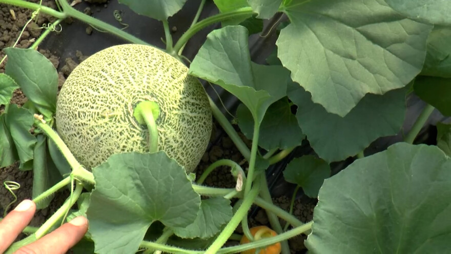 Plastenička proizvodnja dinja: Nije skupo, a rod stigne ranije