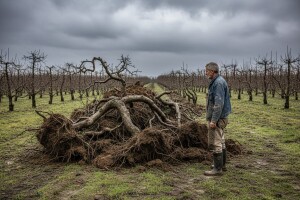 Dio novih voćnjaka bit će iskrčen ulaskom EU