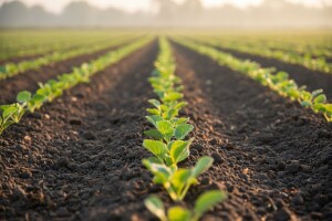 Direktna setva kupusa - prednosti i problemi