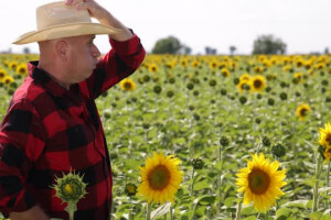 Što je potrebno za prinos suncokreta od 3,5t/ha?