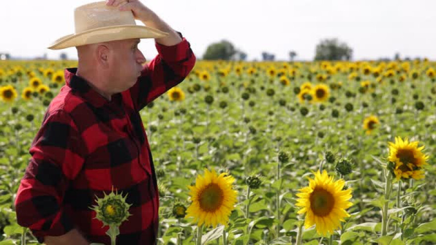 Što je potrebno za prinos suncokreta od 3,5t/ha?