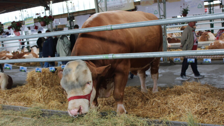 Disco - najteži bik Poljoprivrednog sajma u Novom Sadu