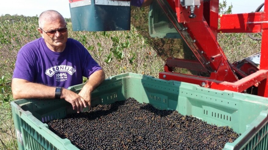 Stiže najmoderniji stroj za sortiranje i pakiranje bobičastog i jagodičastog voća