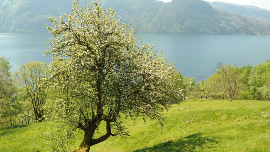 Divlja jabuka krijepi, štiti i liječi