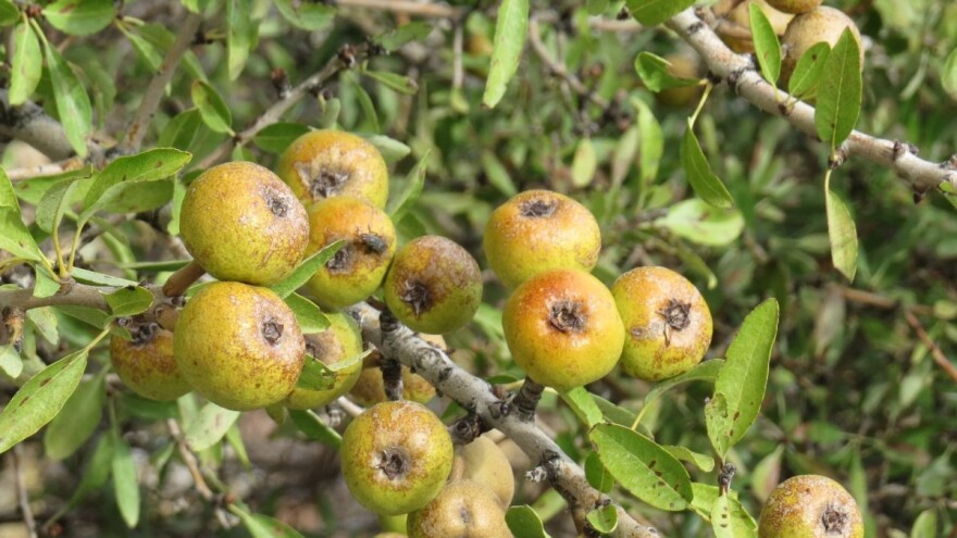 Divlja kruška je ljubiteljica svjetla, a i štiti krvožilni sustav