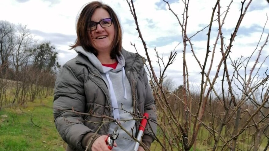 Divlja ruža iz Batrine - Angie's Rosehip