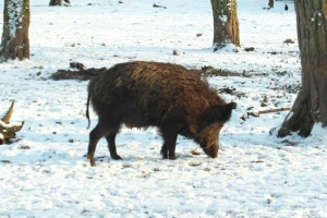 Zimi do 30 odsto više hrane za divljač