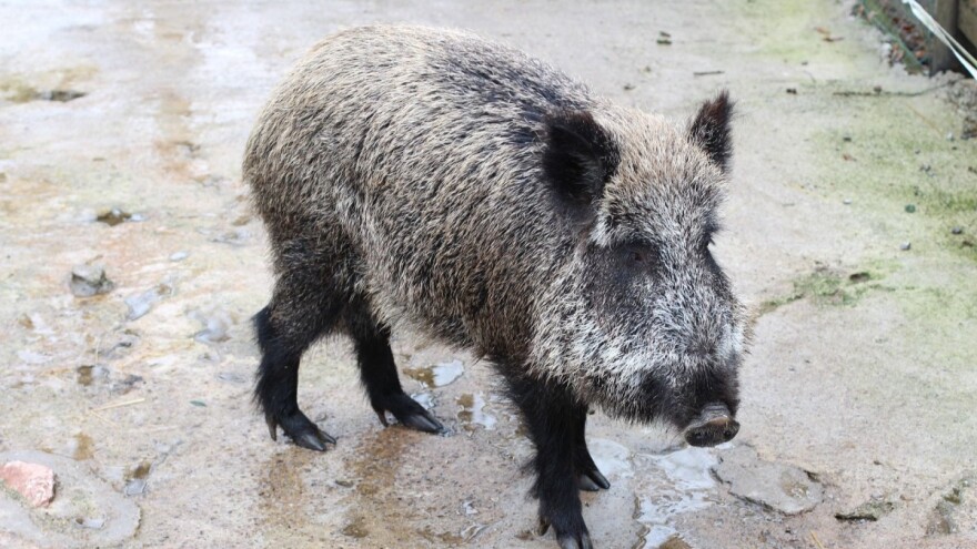 Divlja svinja prošetala centrom Širokog Brijega