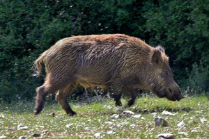 Toplički lovci zadovoljni lovnom sezonom