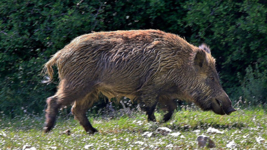 Toplički lovci zadovoljni lovnom sezonom